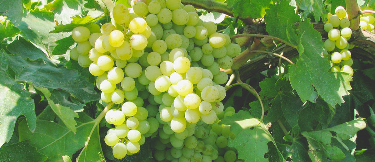 オーガニックに対する考え