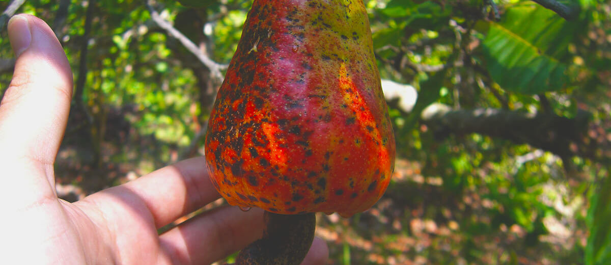 有機検査員による内部調査