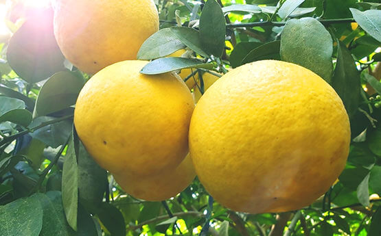 ノヴァこだわり！国産食品